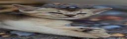 Abyssinian cats for sale: 🔥 TICA Registered Abyssinian Kittens - Advert 30