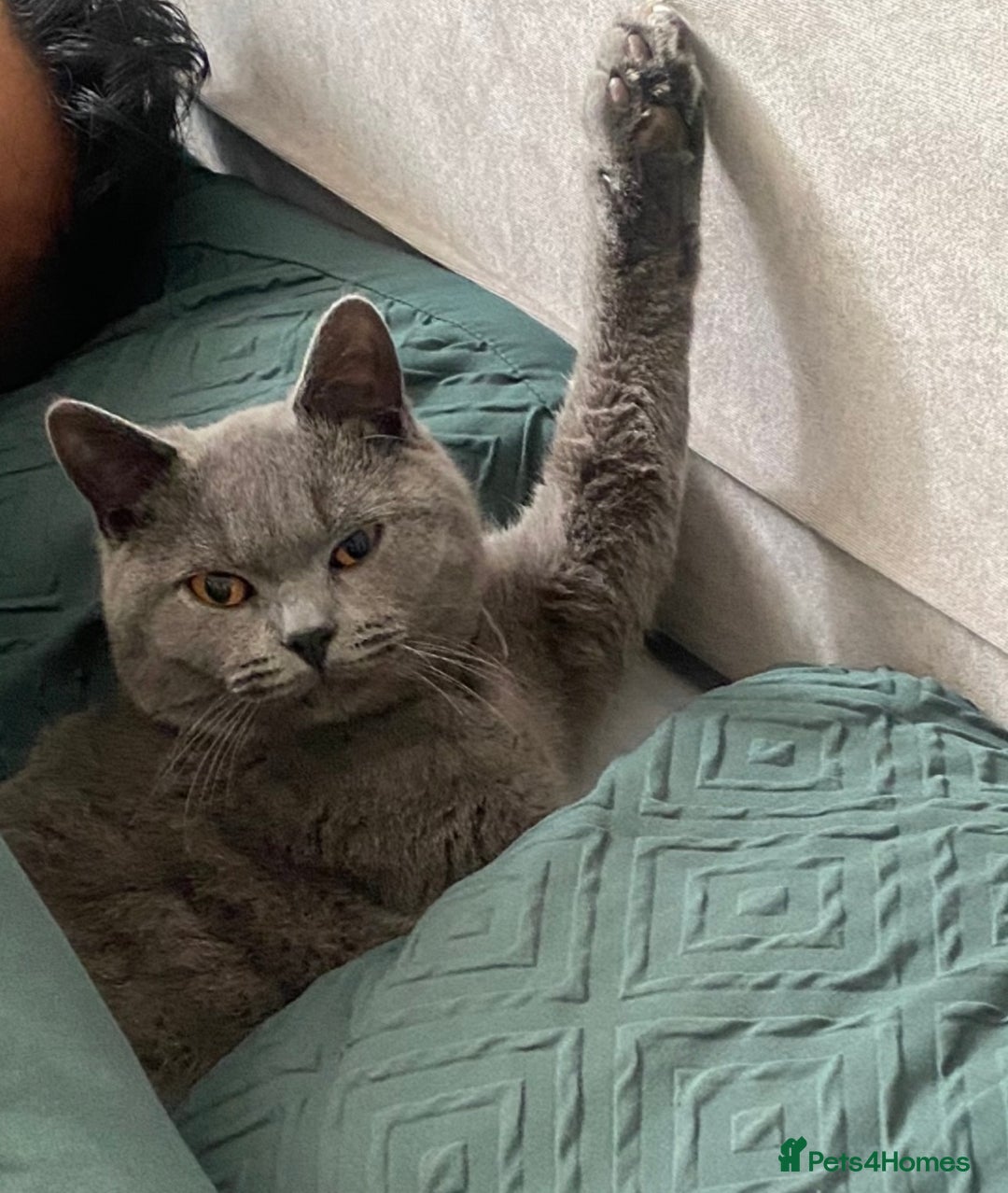 British Shorthair cats for sale: Loki the male BSH  - Advert 6