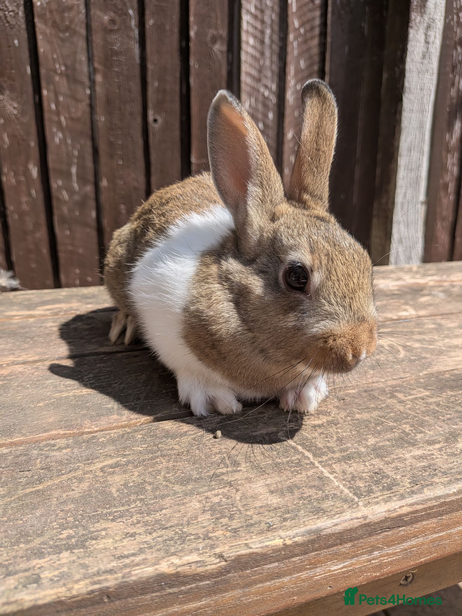 Mixed Breed rabbits Netherland Dwarf x Mini Rex Babies - Advert 16