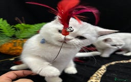 British Shorthair cats for sale: Tica British short hair kittens  - Image 21