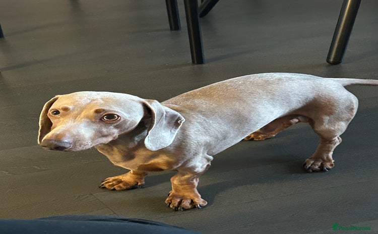 Miniature Dachshund dogs - Advert 2