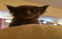 Maine Coon cats for sale: ✨Stunning Maine Coon Kittens✨ - Image 6