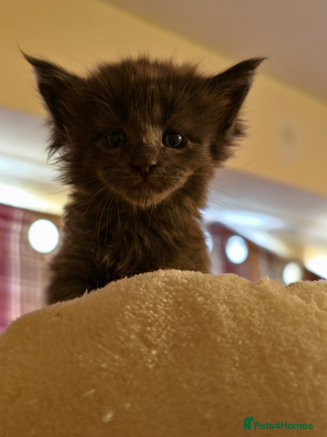 Maine Coon cats for sale: ✨Stunning Maine Coon Kittens✨ - Image 6
