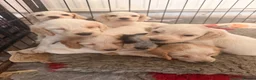 Cocker Spaniel dogs for sale: Cocker spaniels puppies  - Advert 5