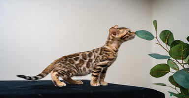 Bengal cats - Advert 8