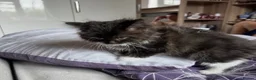Mixed Breed cats for sale: Ready now Beautiful long haired kittens  - Advert 8