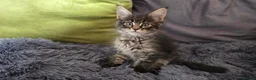 Maine Coon cats for sale: Maine coon kitten  - Advert 8