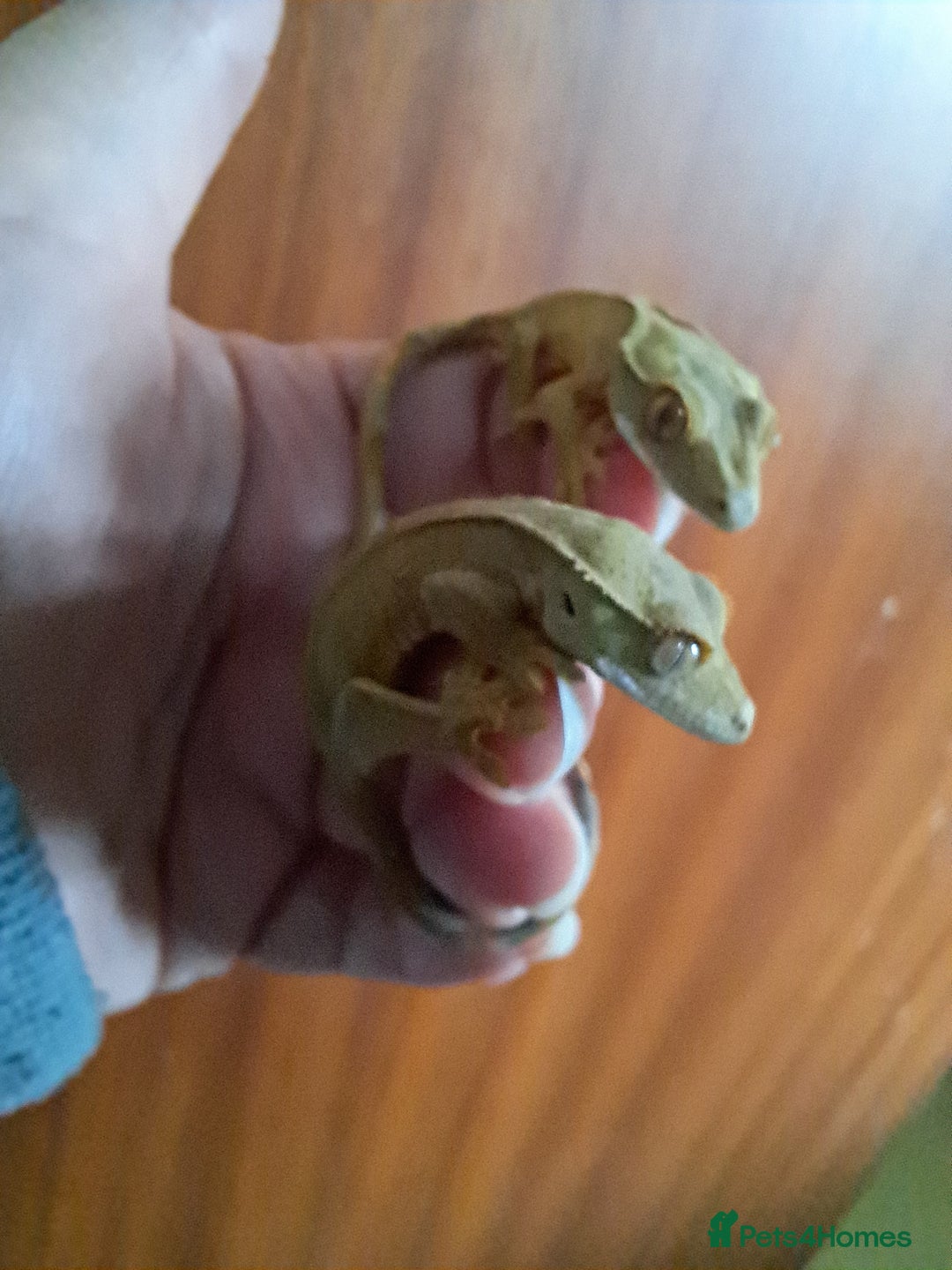 Gecko reptiles for sale: 2 approx 12 week old Crested Geckos - Advert 3