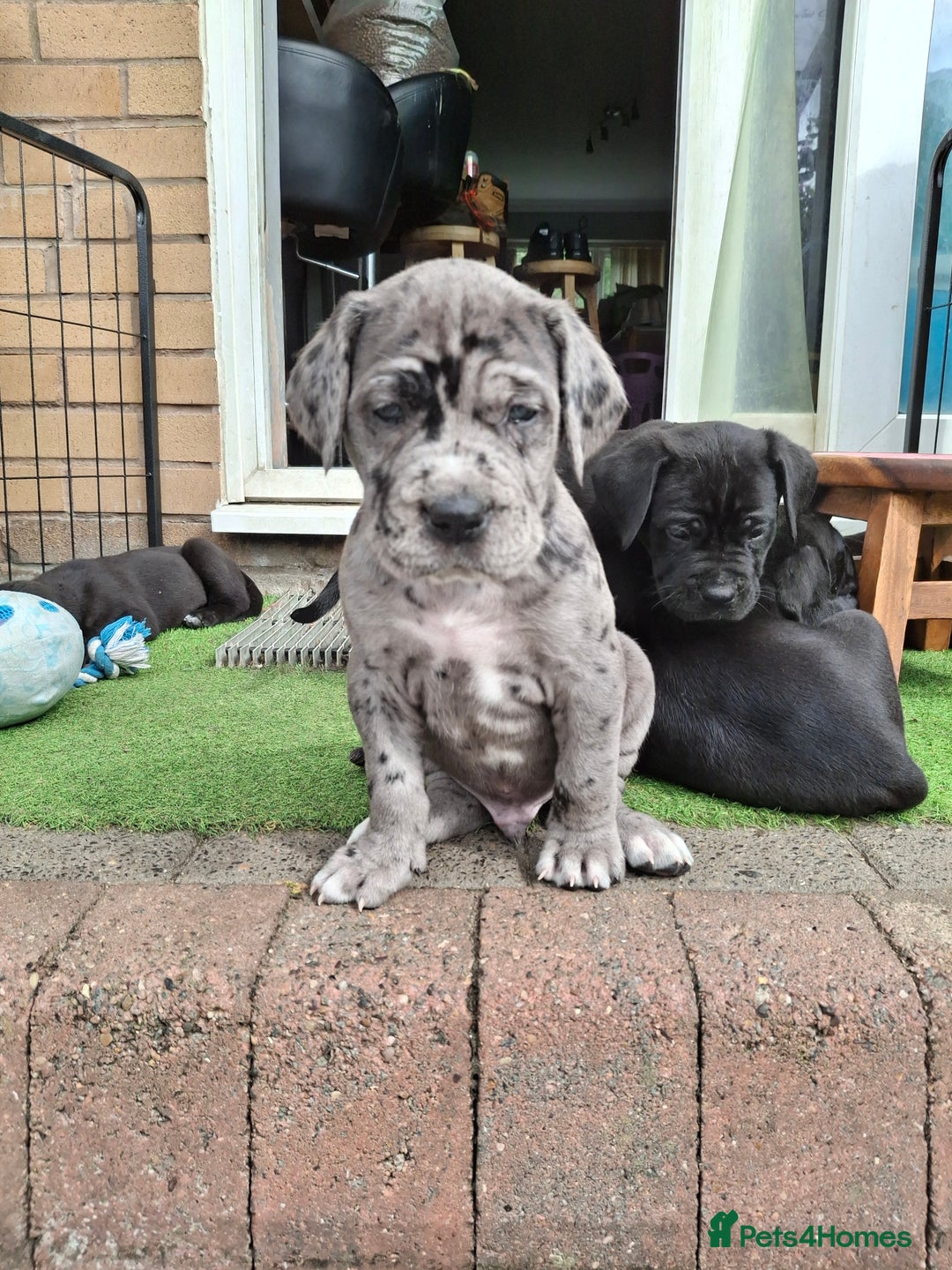 Mixed Breed dogs for sale: HARLEQUINN CANE CORSO X AMERICAN BULLDOGGE - Image 8
