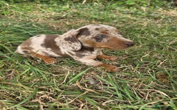 Miniature Dachshund dogs for sale: Dapple & Tan Miniature Dachshund Puppies For Sale - Image 1