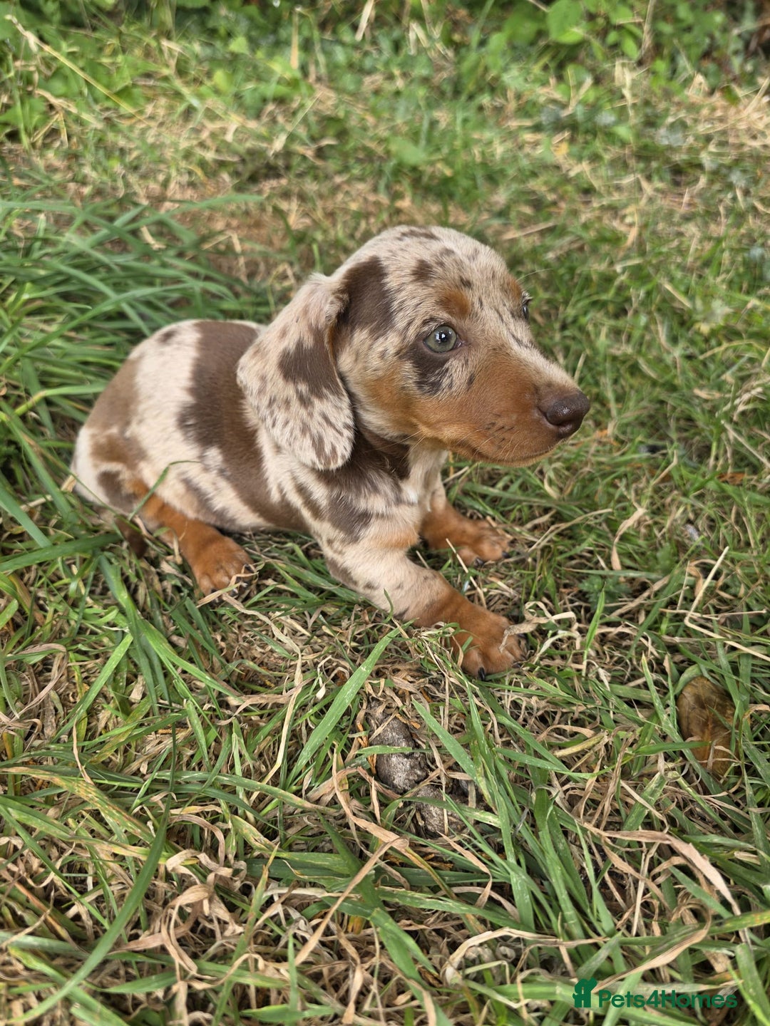 Miniature Dachshund dogs for sale: Dapple & Tan Miniature Dachshund Puppies For Sale - Image 1