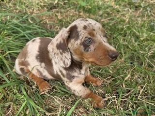 Miniature Dachshund dogs for sale - Advert 1