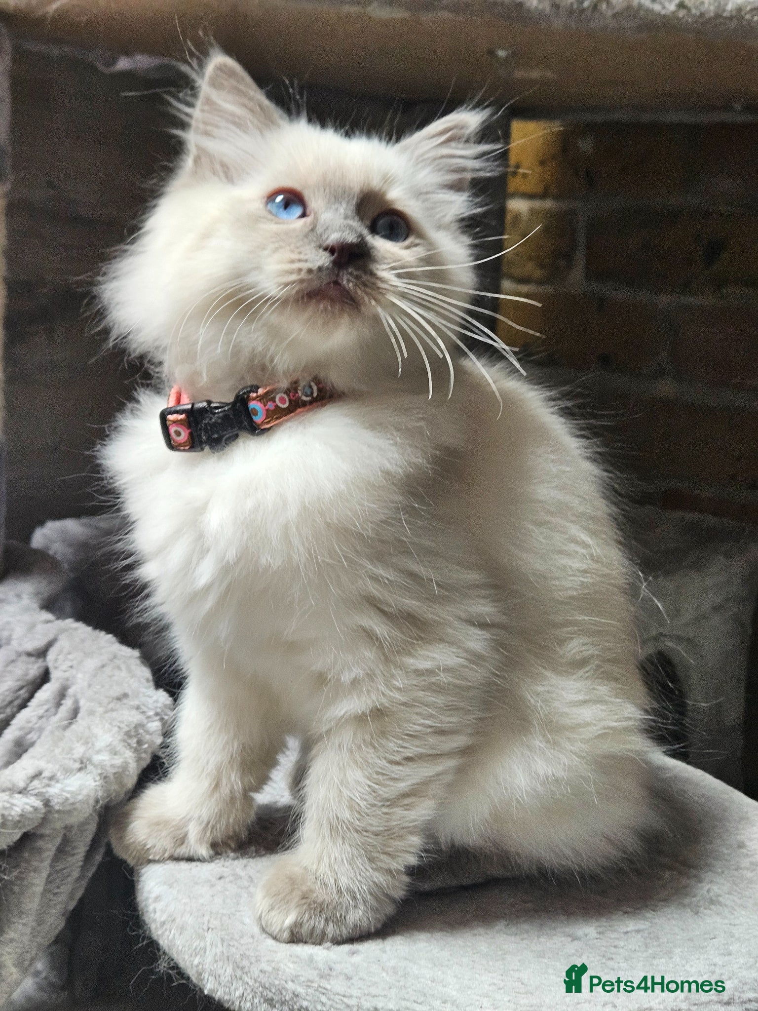 Ragdoll cats Ragdoll Kitten AVAILABLE  - Advert 13