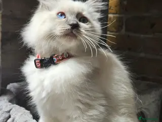 Ragdoll cats Ragdoll Kitten AVAILABLE - Advert 13