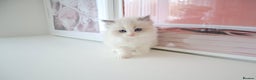 Ragdoll cats for sale: INDOOR FULL PEDIGREE RAGDOLL KITTENS - Advert 36
