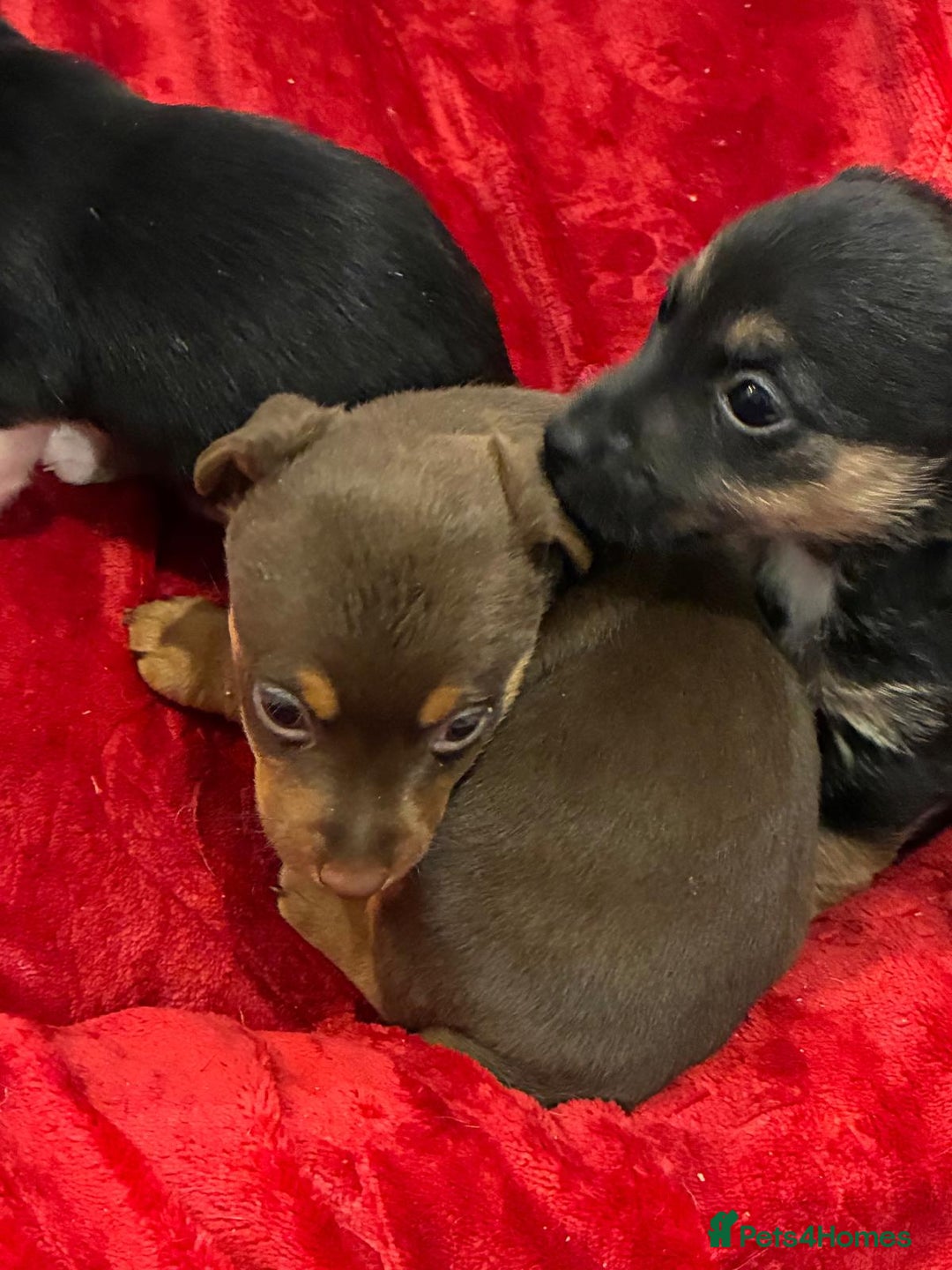 Jack Russell dogs for sale: Miniature Jack Russel Pups for sale - Advert 6