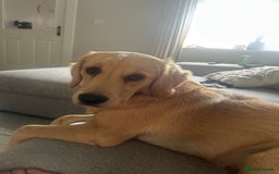 Golden Retriever dogs for sale: Golden Retriever  - Image 4