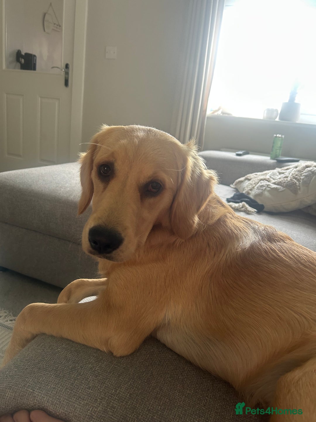 Golden Retriever dogs for sale: Golden Retriever  - Image 4