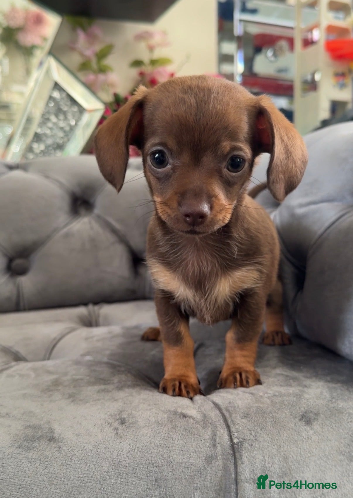 Chiweenie dogs Chiweenie pup. Chihuahua cross dachshund  - Advert 1