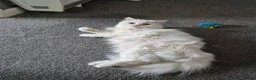 Persian cats for sale: Pedigree chinchilla kitten  in Colchester - Advert 1