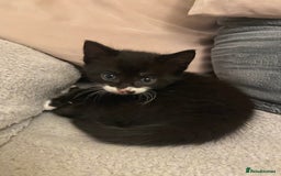 Mixed Breed cats for sale: Black/white shorthair female kitten  - Image 1