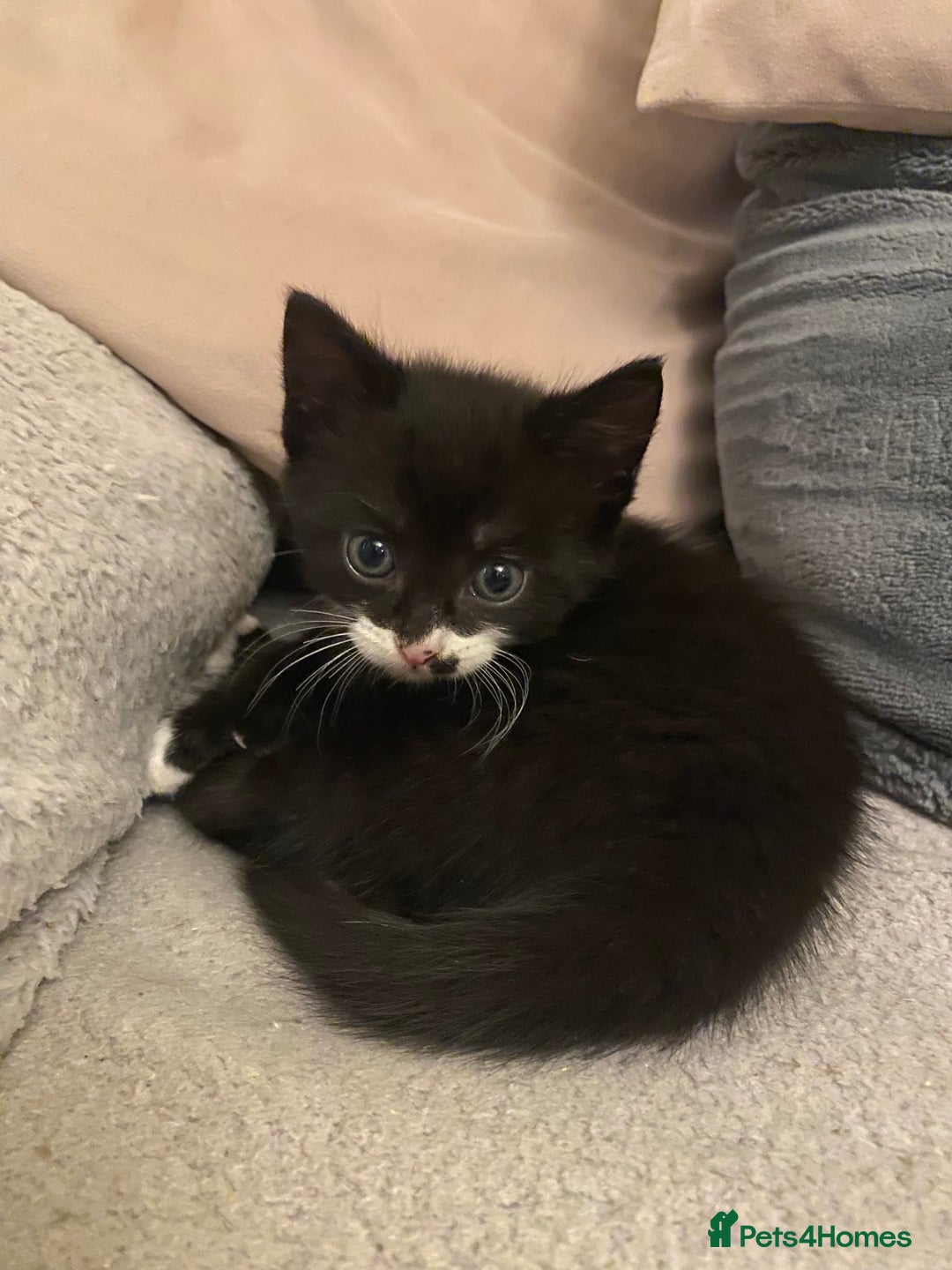 Mixed Breed cats for sale: Black/white shorthair female kitten  - Image 1