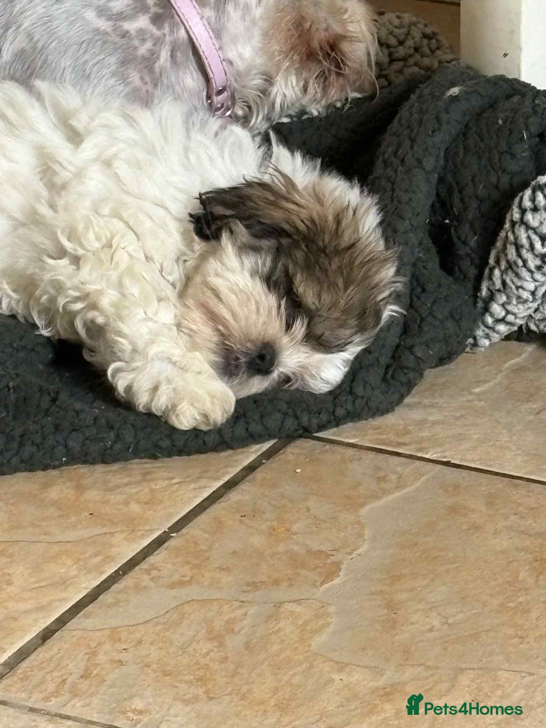 Shihpoo dogs for sale: Shipo male left  - Image 3