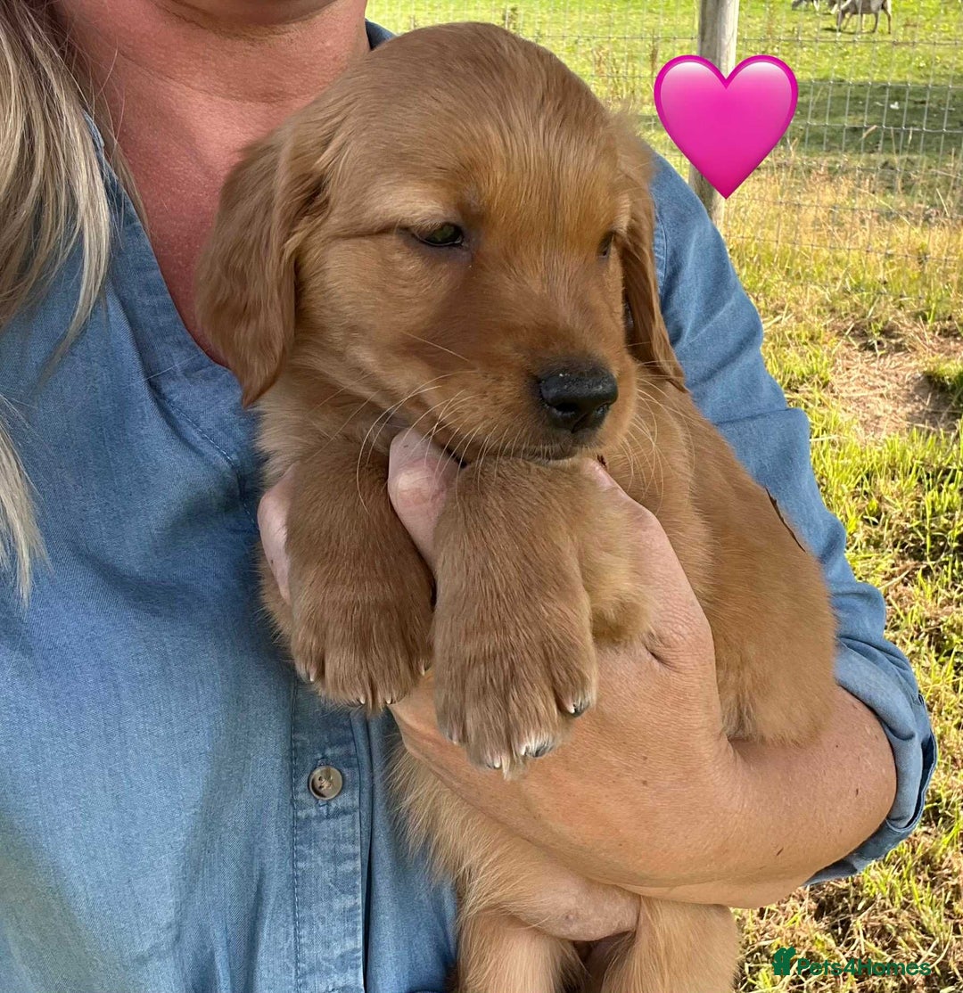 Golden Retriever dogs for sale: Beautiful KC Golden Retriever Puppies - Image 20