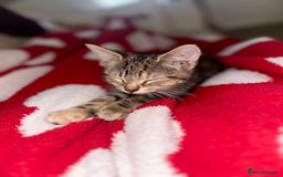 Mixed Breed cats for sale: Pretty little girls  - Image 31