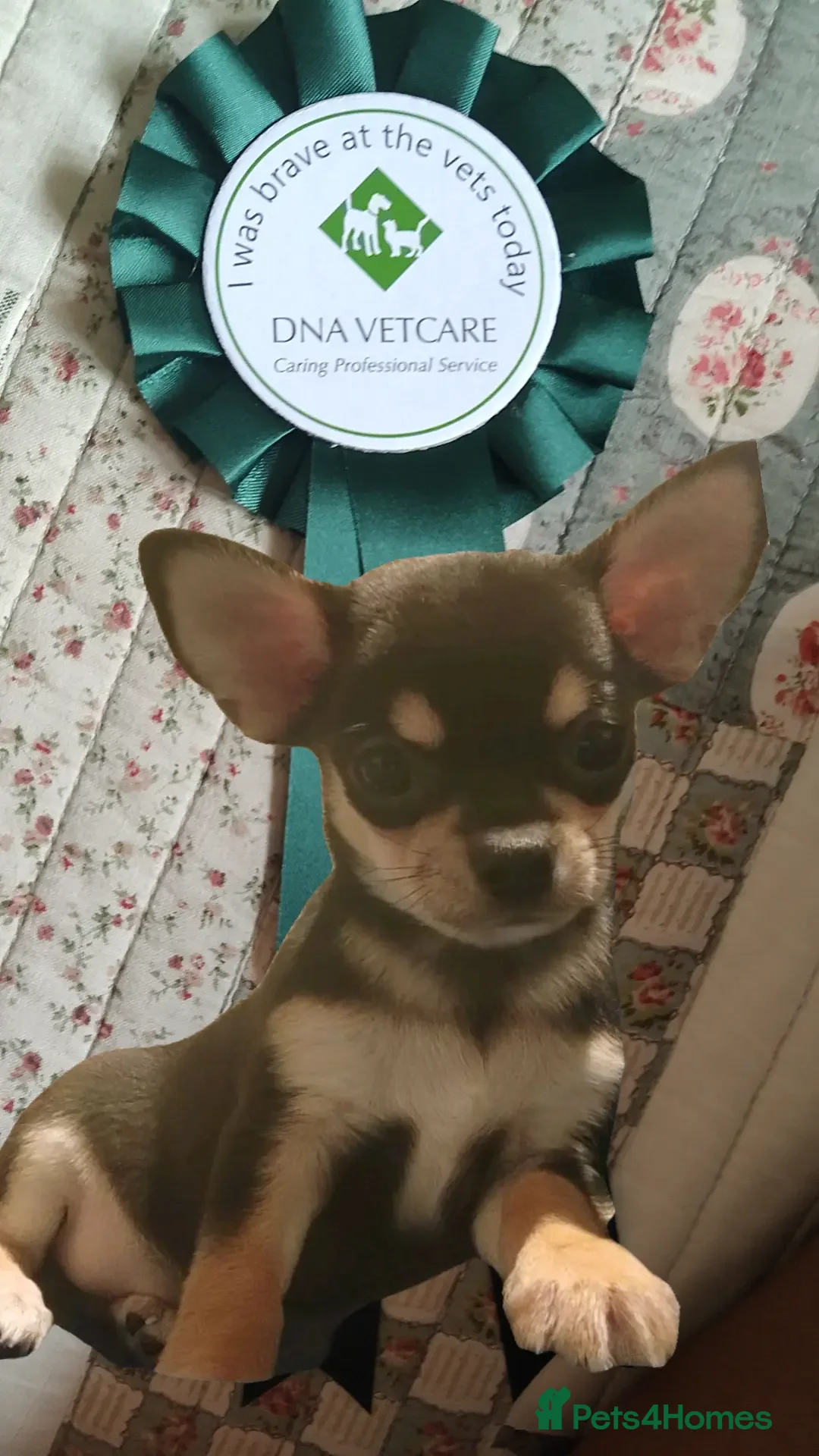 Chihuahua dogs for sale: Adorable Loving hand reared ready now Chihuahuas - Image 25