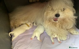 Coton De Tulear dogs for sale: Coton De Tulear Boy - Image 2