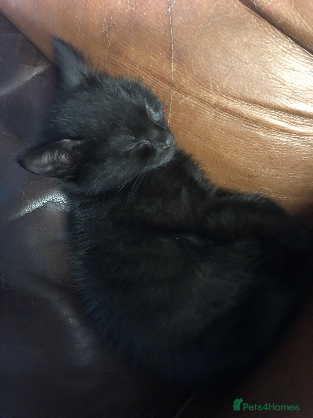 Mixed Breed cats for sale: Lovely little boy  - Image 2