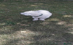 Bichon Frise dogs for sale: Bishon Frise - Image 4