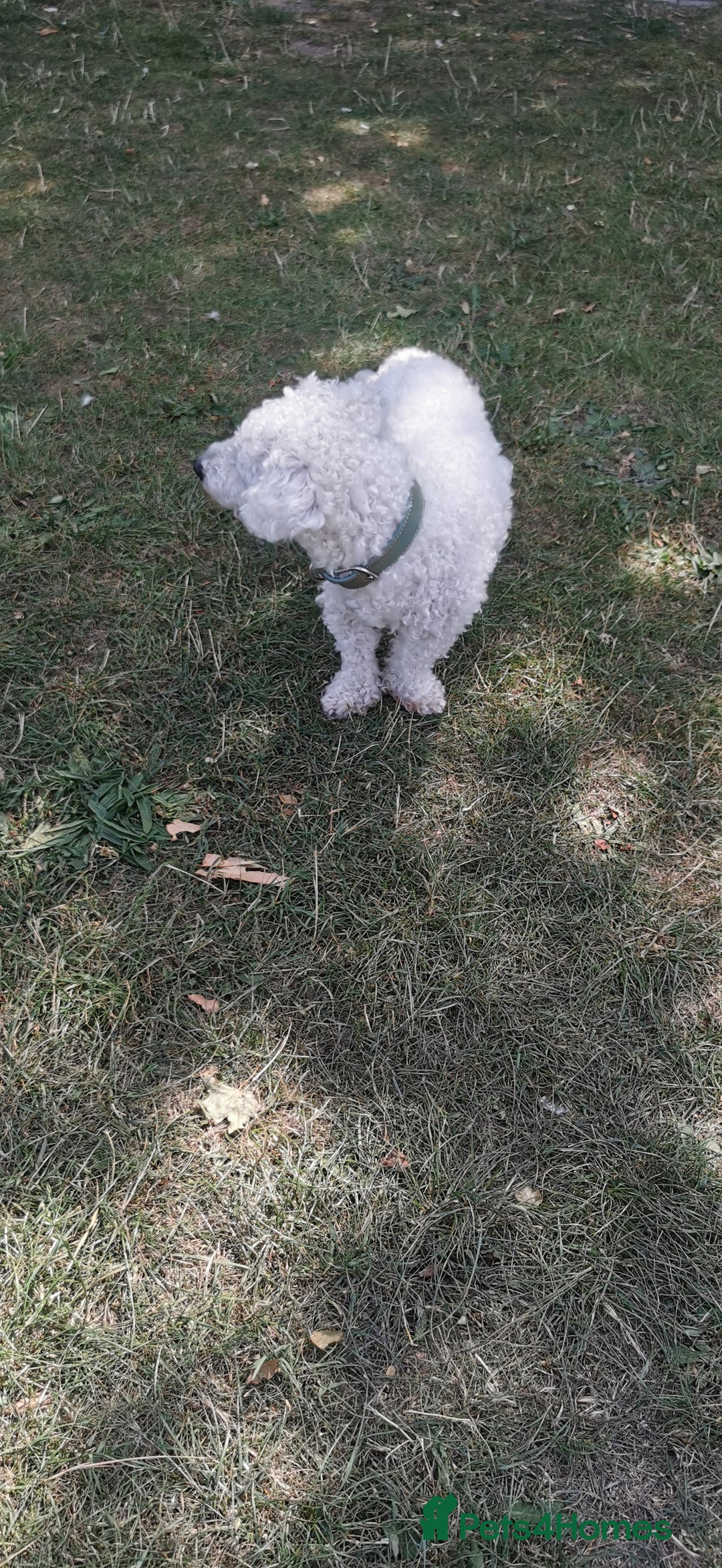 Bichon Frise dogs for sale: Bishon Frise - Image 4