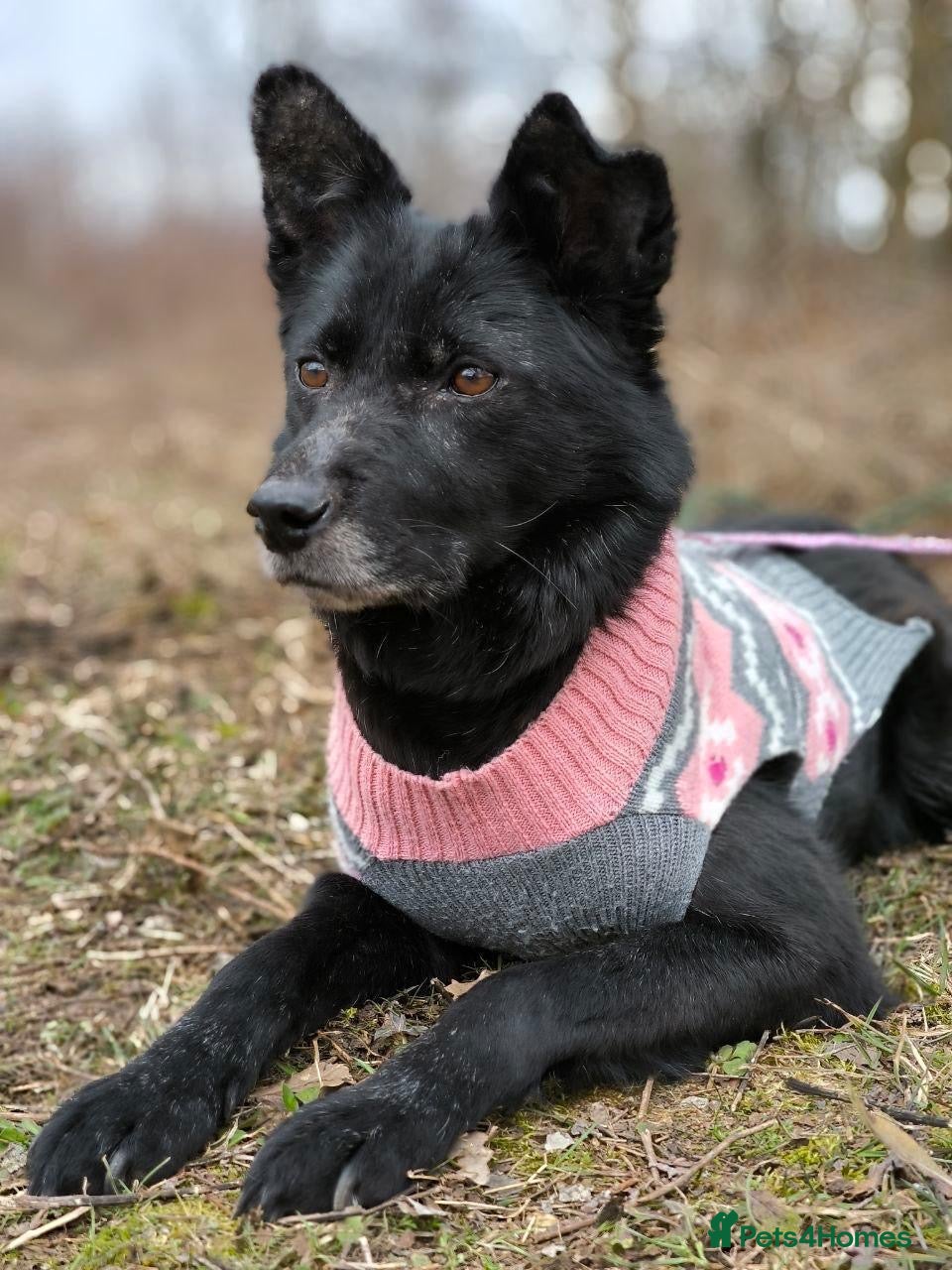 Mixed Breed dogs ❤️🐶 TOFA – QUIET WISDOM IN A GENTLE DOG 🐶❤️ - Advert 2