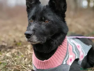 Mixed Breed dogs ❤️🐶 TOFA – QUIET WISDOM IN A GENTLE DOG 🐶❤️ - Advert 6