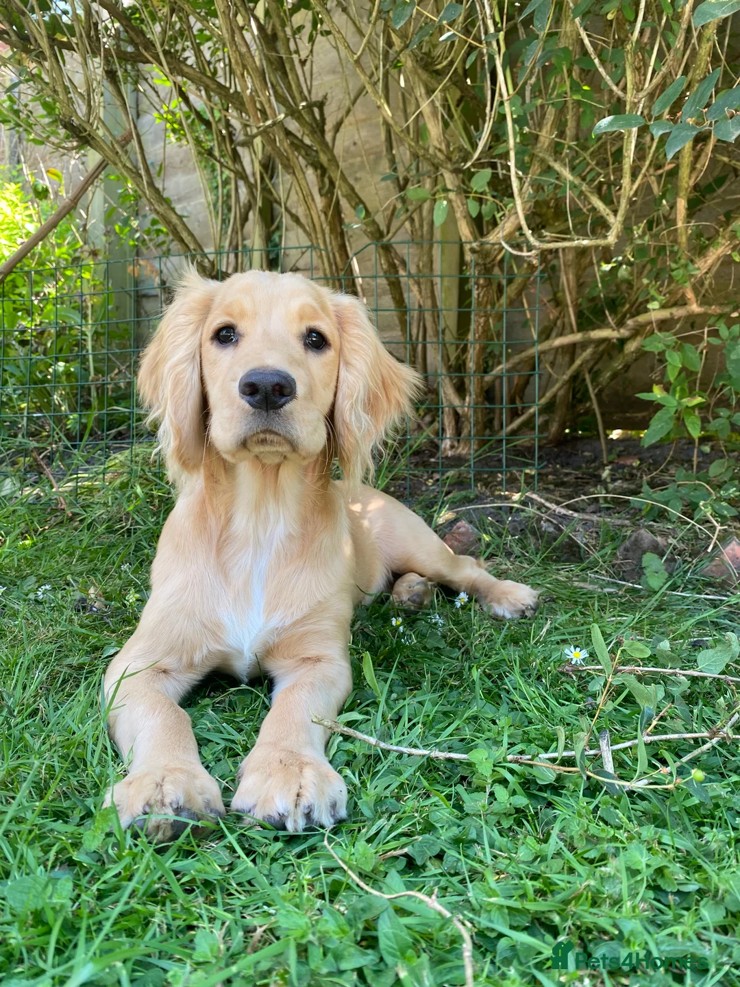 Cocker Spaniel dogs for sale: Stunning LEMON KC Reg Working Cocker Spaniel pups - Advert 20