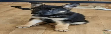 German Shepherd Puppy 12