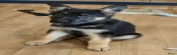 German Shepherd dogs for sale: QUALITY GERMAN SHEPHERD PUPPIES FOR SALE - Advert 2
