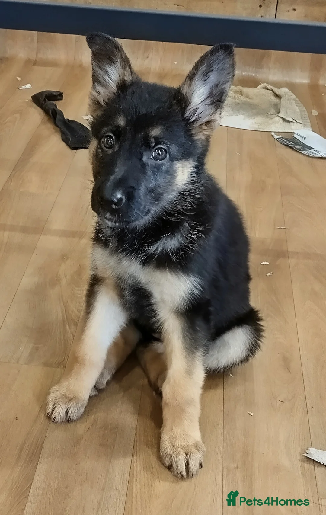 German Shepherd dogs for sale: QUALITY GERMAN SHEPHERD PUPPIES FOR SALE - Advert 2