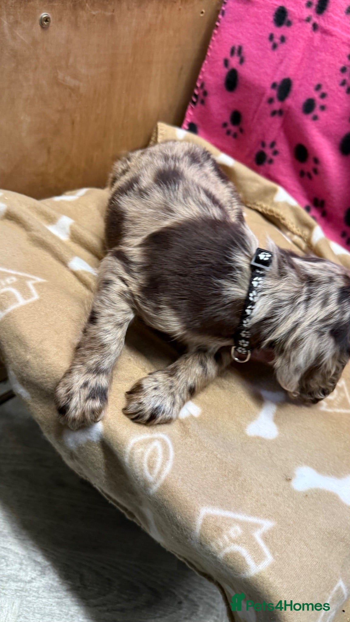 Cocker Spaniel dogs Chocolate merle and family - Advert 1