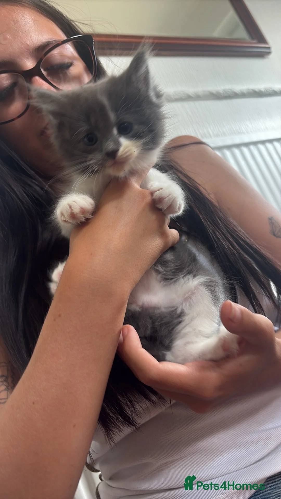 Mixed Breed cats for sale: Gorgeous ragdoll mixed breed  in Pontefract - Advert 2