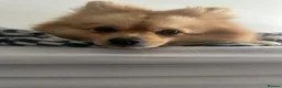 Pomeranian dogs for stud: Benji - Advert 5