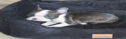 Boston Terrier dogs for sale: Ready now Stunning KC Boston Terrier puppies - Advert 19