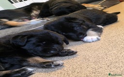 German Shepherd dogs for sale: 🐾 3 beautiful female german shepherd puppies 🐾 - Advert 3