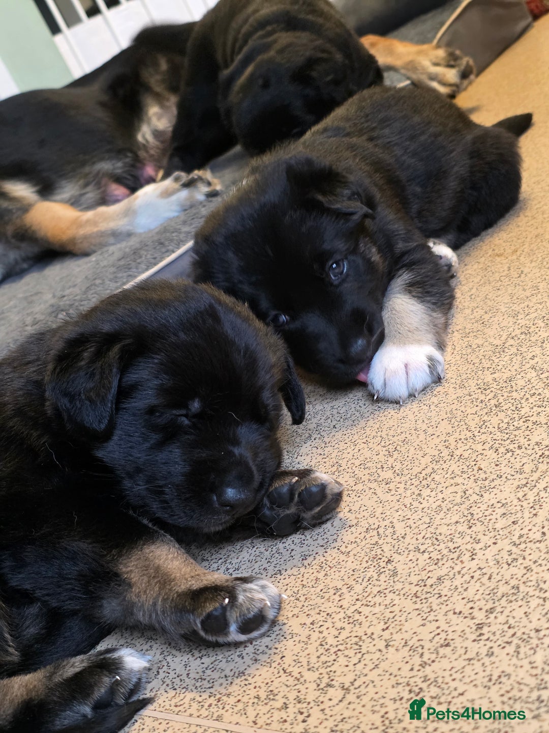 German Shepherd dogs for sale: 🐾 3 beautiful female german shepherd puppies 🐾 - Advert 3