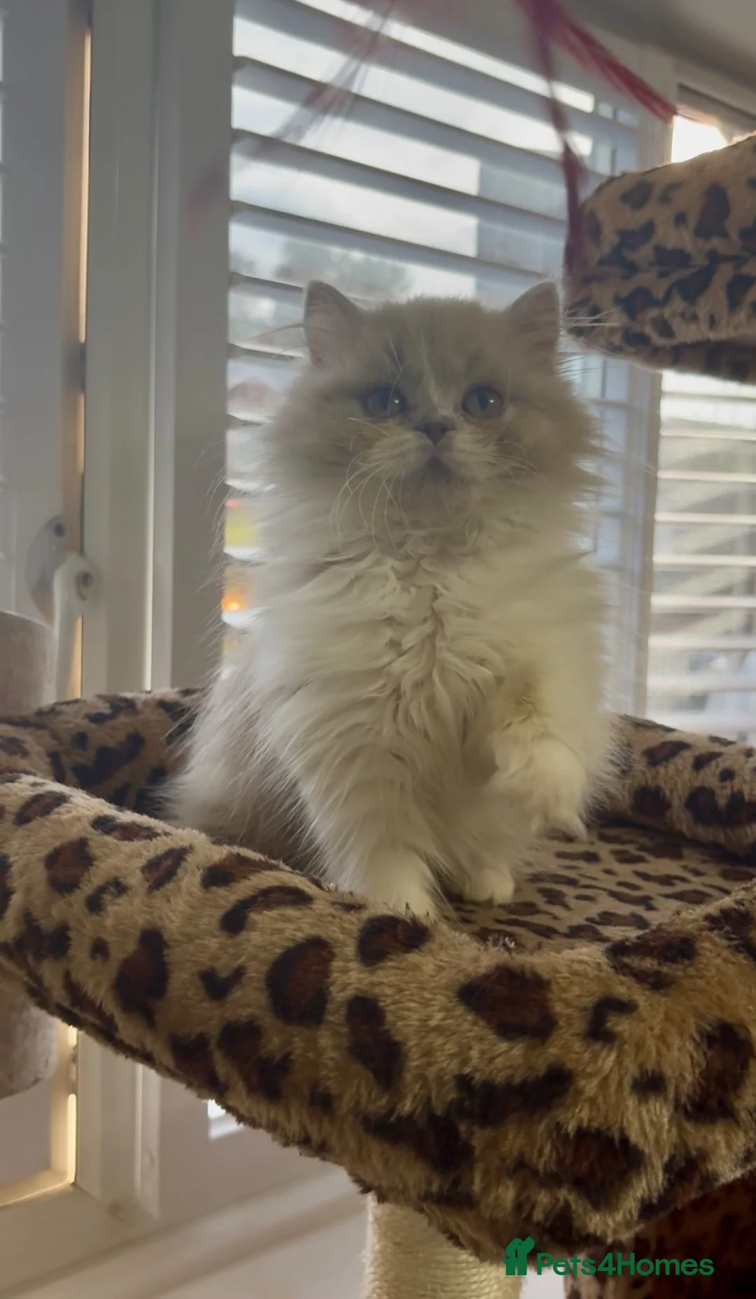 British Longhair cats for sale: Champ mum and dad. British longhairs - Advert 1