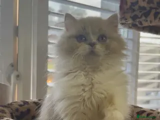 British Longhair cats Champ mum and dad. British longhairs - Advert 6