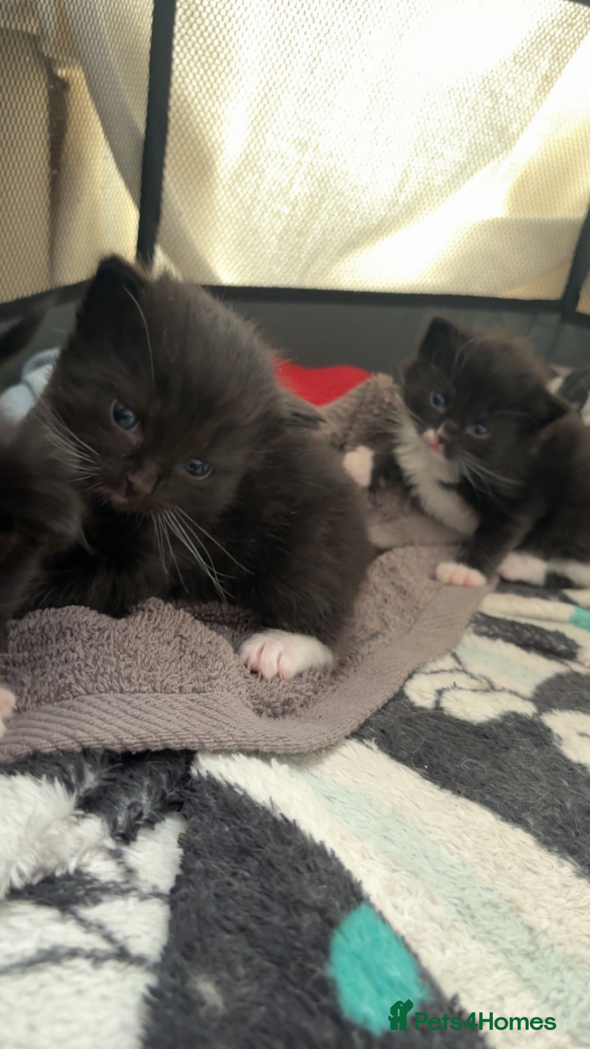 Mixed Breed cats 4 ragdoll x tuxedo kittens for sale! - Advert 1
