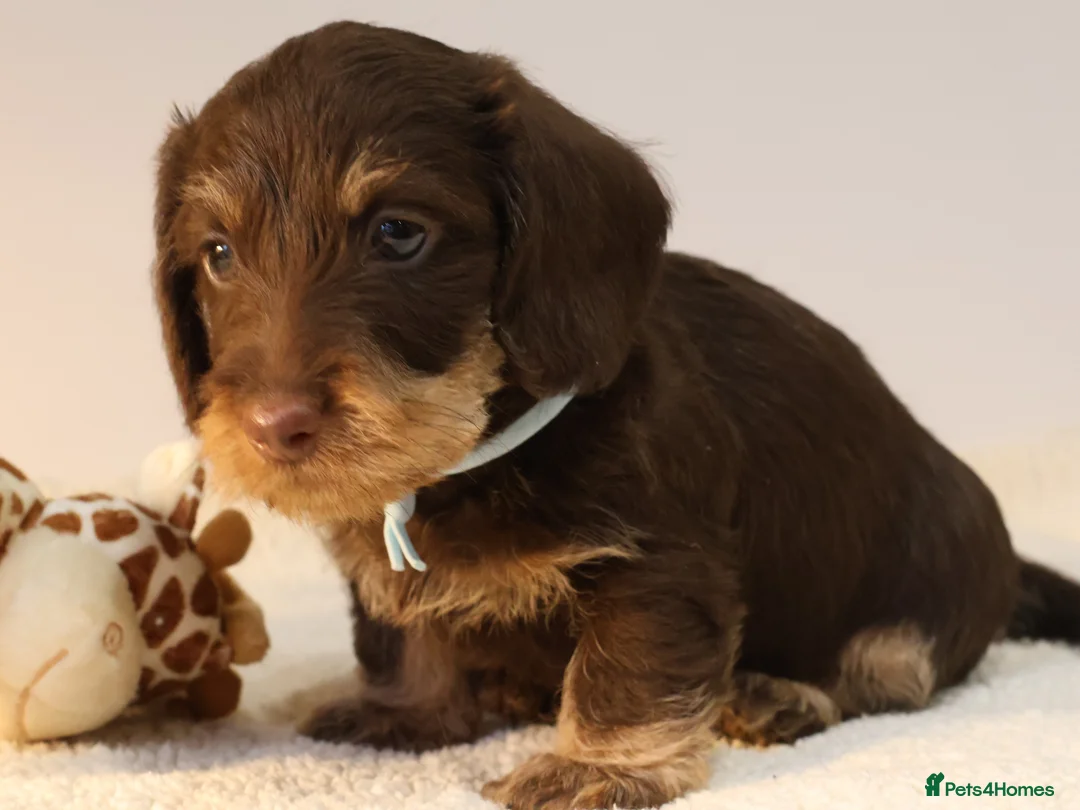 Miniature Dachshund dogs for sale: Choco+Wirehaired+5*Licensed+Kc+Praclear+Vetchecked - Advert 22